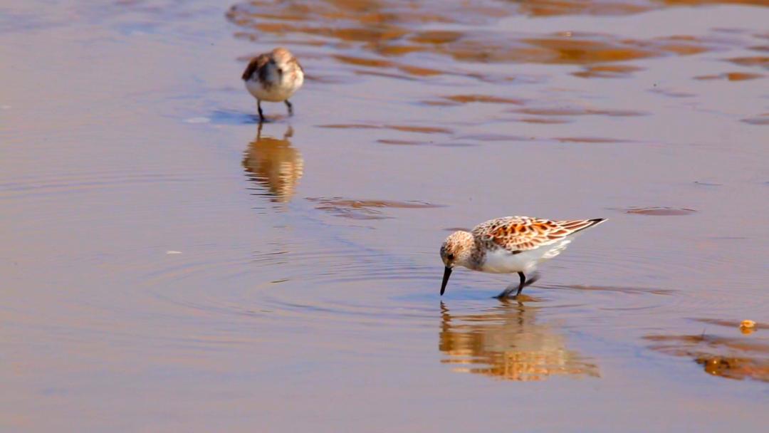 唐山灤南未來藍(lán)圖揭秘，最新規(guī)劃引領(lǐng)城市發(fā)展