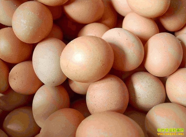 肇東雞蛋價(jià)格最新動(dòng)態(tài)，跟隨自然腳步，重拾內(nèi)心寧?kù)o與平和的探索之旅