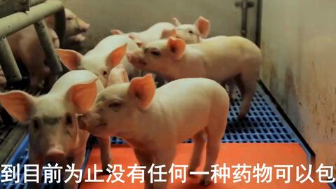 最新母豬保健方案揭秘，提升母豬健康與生產(chǎn)效率的秘訣