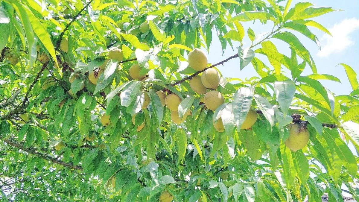 簡暗最新小說揭秘科技新品，智能生活體驗新紀(jì)元