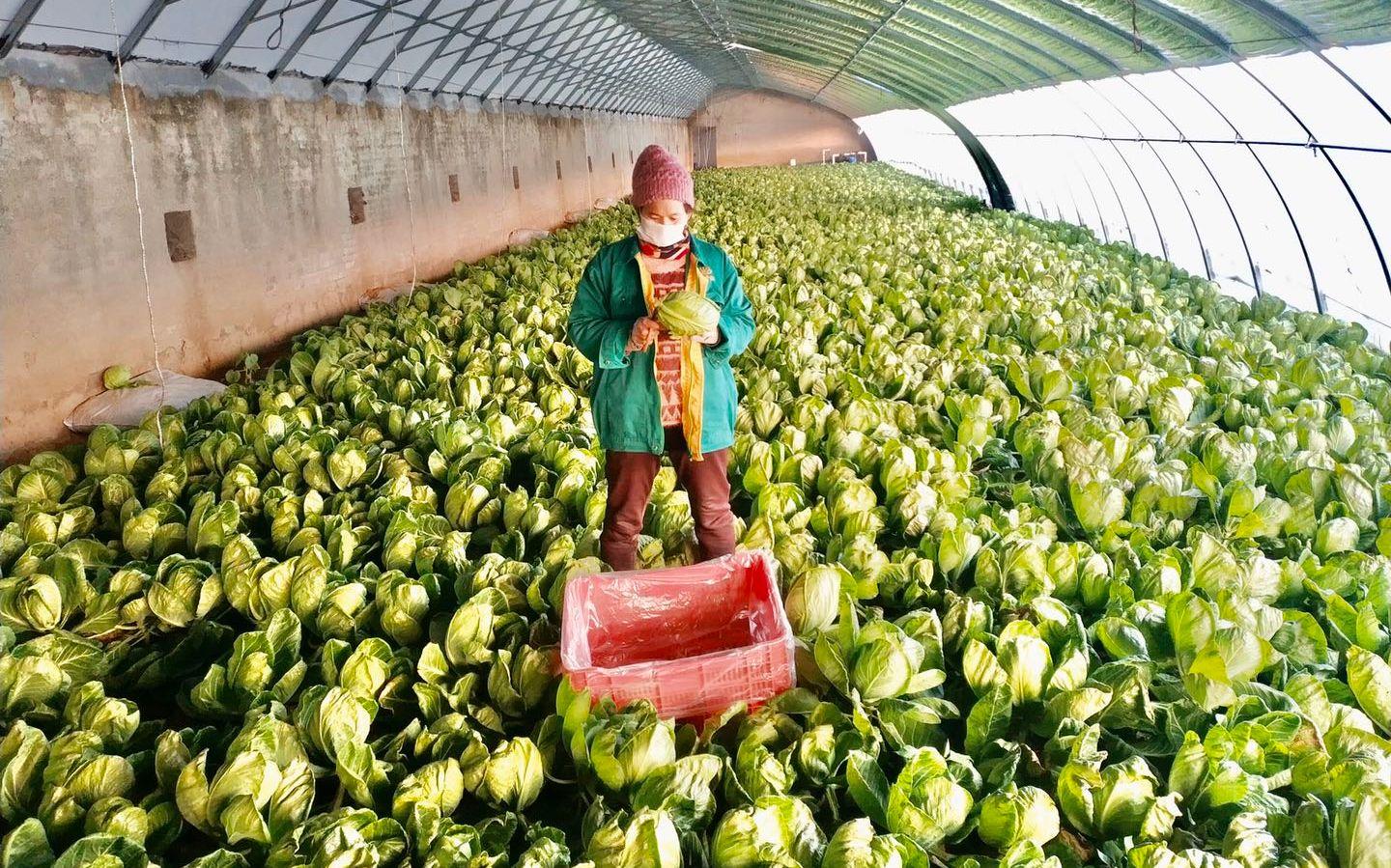 最新特菜品種，家的溫馨故事探索與發(fā)現(xiàn)