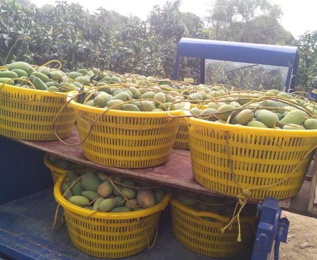 最新芒果品種揭秘，熱帶風(fēng)味的獨特魅力探索