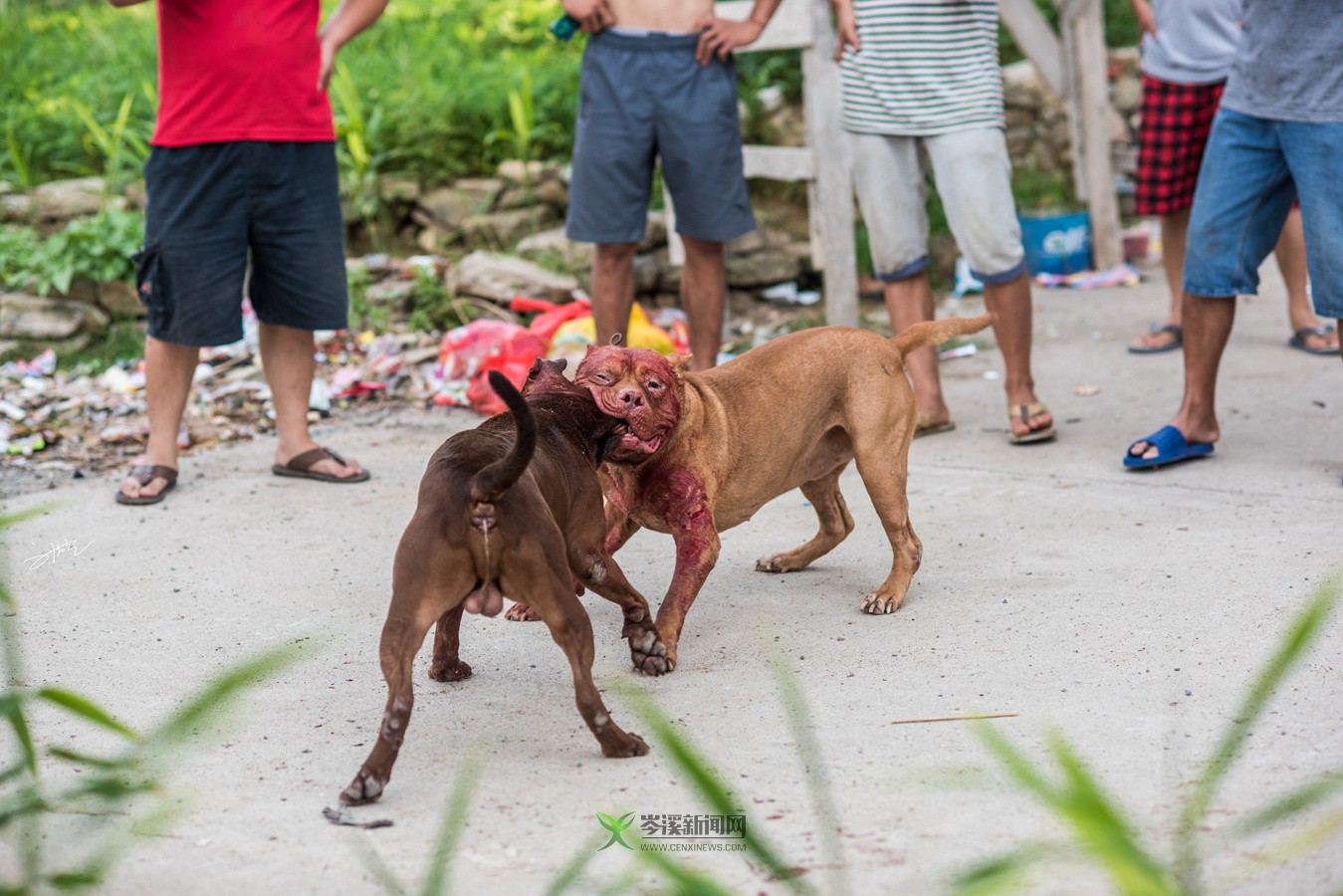 玉林斗狗風(fēng)采，小巷深處的獨(dú)特風(fēng)情展