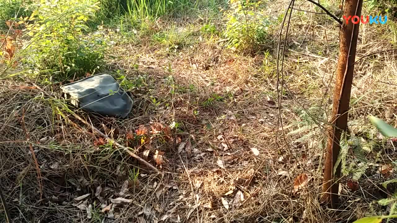 鷓鴣中套最新視頻，領(lǐng)略傳統(tǒng)藝術(shù)魅力的震撼登場(chǎng)！