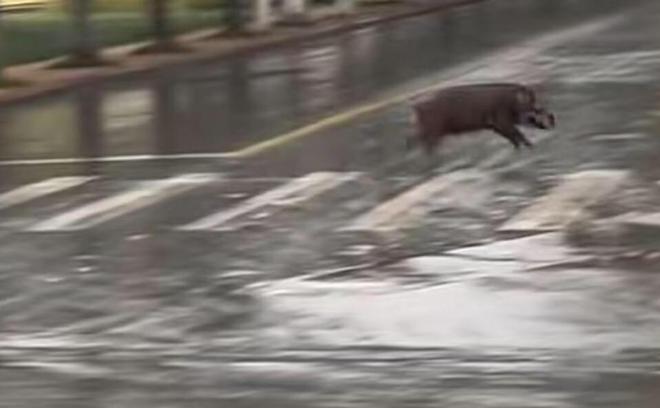 池州一高校內驚現狂奔野豬,效率評估方案_IGA10.666流線型版