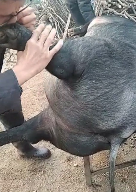 豬圈中的歡樂時刻，最新吹豬視頻集錦