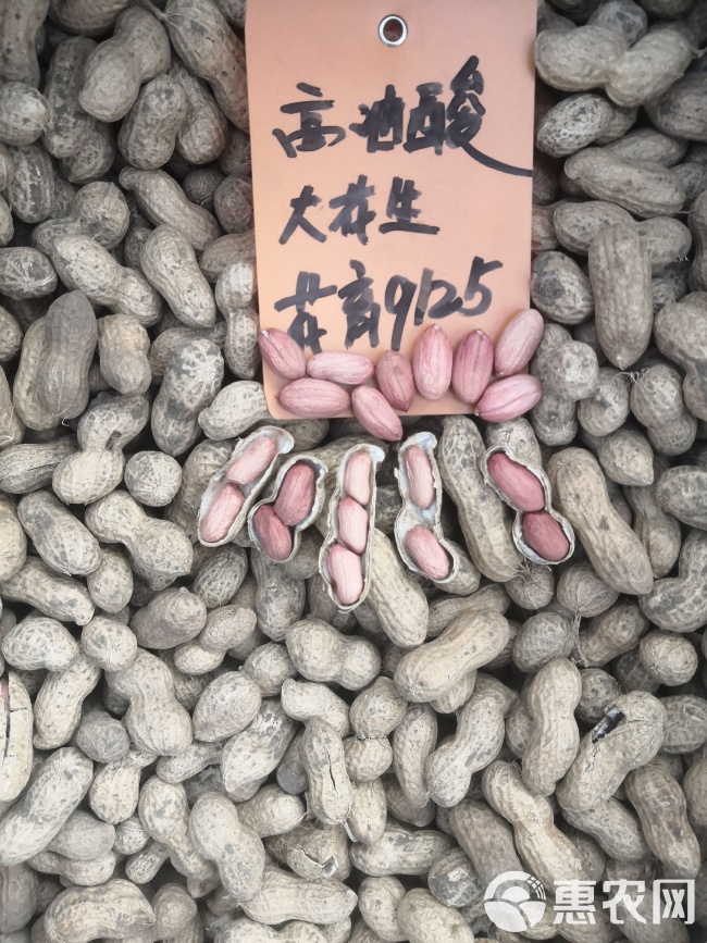 最新花生品種，小巷中的隱秘寶藏發(fā)現(xiàn)