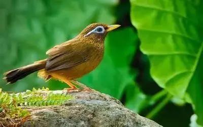 鎮(zhèn)雄房屋最新出售信息，家園變遷與自我成長(zhǎng)的自信成就