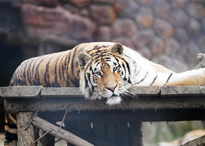 新澳猛虎報,創(chuàng)新策略設(shè)計(jì)_XDW47.203動感版