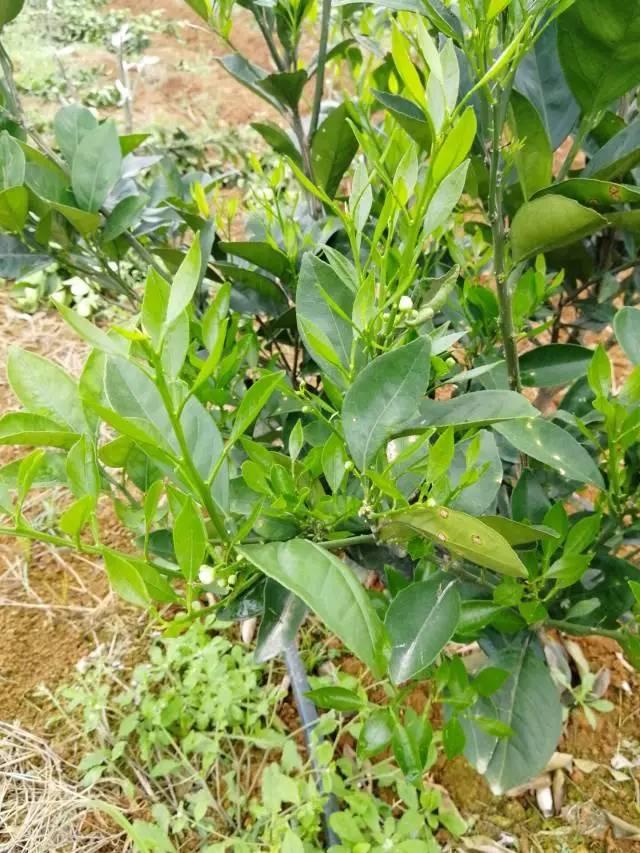 柑橘最新保果技術(shù)，開啟探索之旅，勵志無限可能