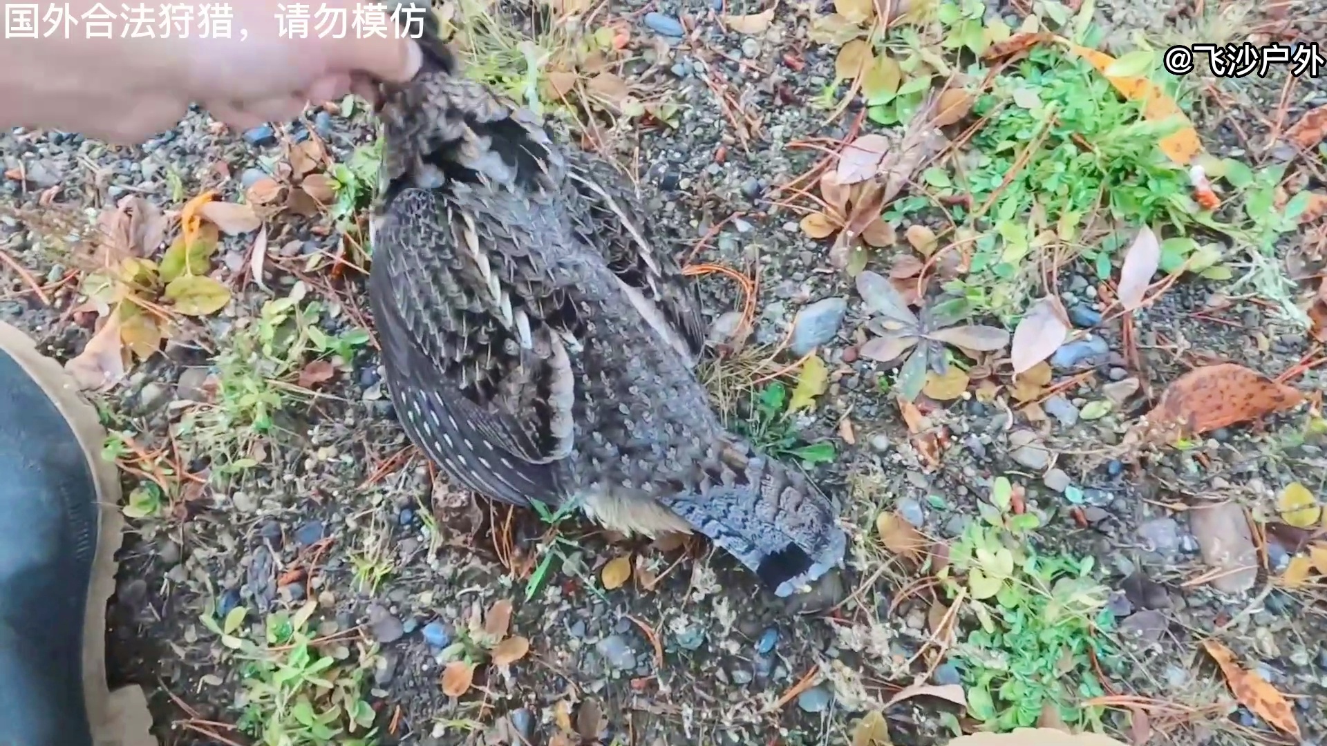 最新國(guó)外彈弓圖片集錦，自然美景的探索之旅