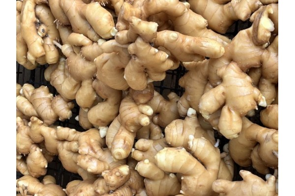 昌邑生姜市場最新價(jià)格指南，全面了解生姜市場行情與價(jià)格動態(tài)