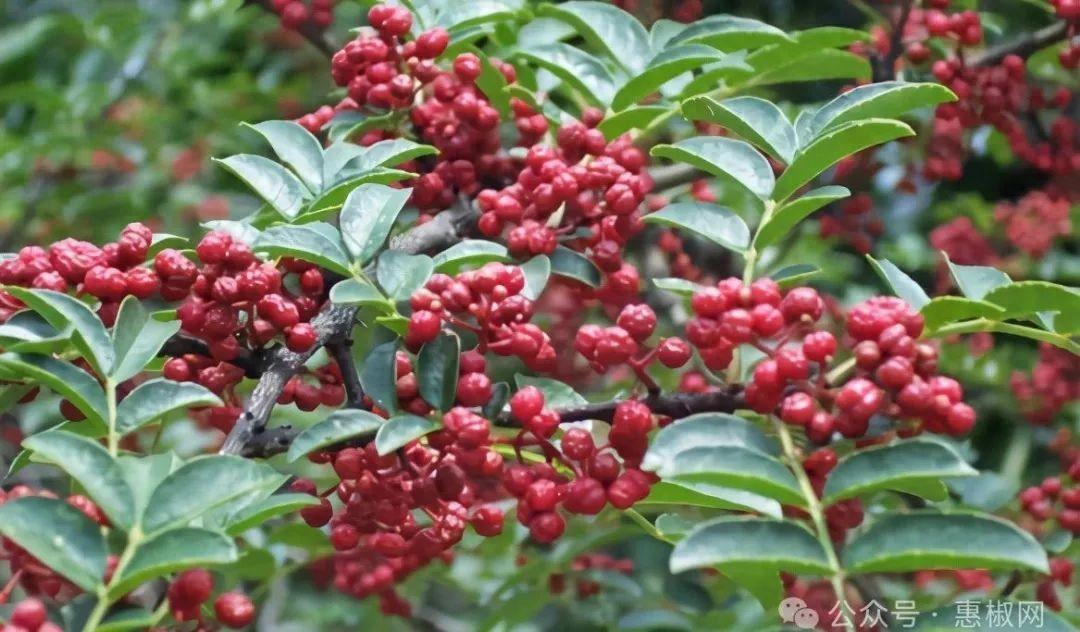 花椒價(jià)格最新行情2024，科技引領(lǐng)，椒香走向未來