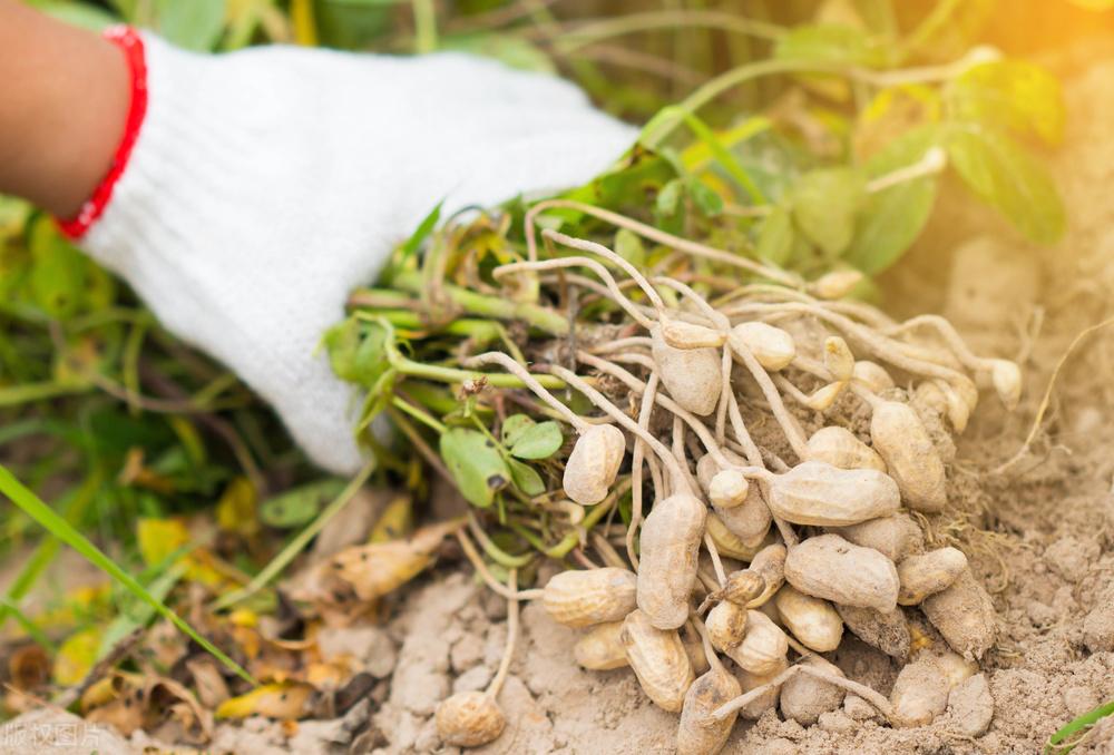 遼寧玉米最新價格動態(tài)，變化中的機遇，學習成就自信與收獲