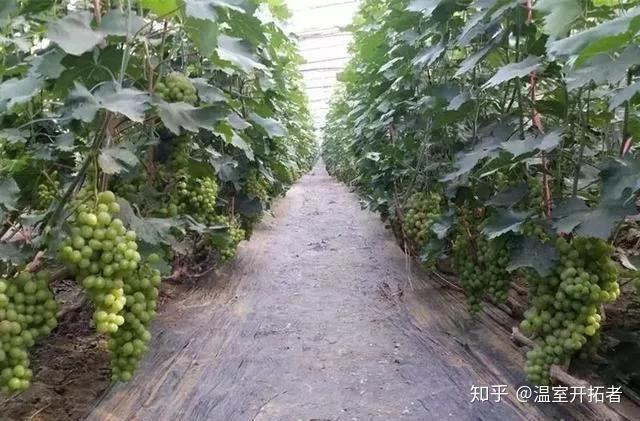 探索自然美景之旅，最新葡萄大棚種植模式揭秘