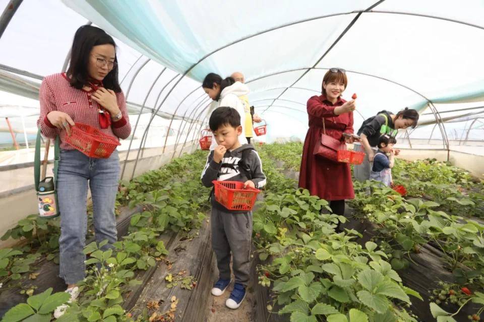 灃西新城馬王發(fā)展雙刃劍效應，最新消息與影響分析