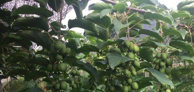 最新型果樹，小巷中的綠色寶藏與獨特風(fēng)味小店的探索