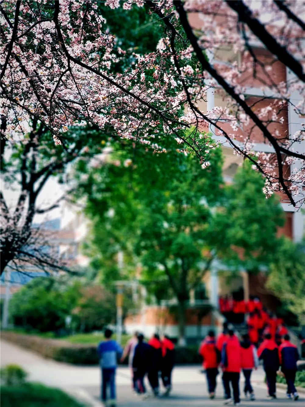 校園風(fēng)采新照，展現(xiàn)青春風(fēng)采的照片集錦