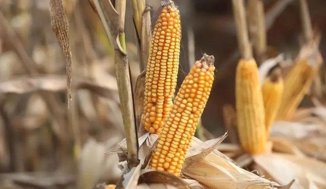 今日山東玉米價(jià)格行情，智能農(nóng)業(yè)引領(lǐng)新紀(jì)元風(fēng)向標(biāo)