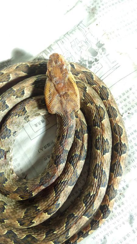 蛻變中的自信與成就，蛇的行情展望