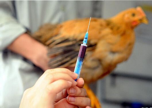 病情最新圖片獲取與分析指南，圖片獲取及分析步驟詳解