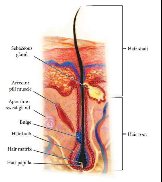 橫紋肌樣瘤最新治療技術(shù)，小巷深處的生命曙光