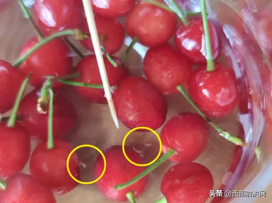 射洪上市公司，小巷深處的獨(dú)特風(fēng)味揭秘