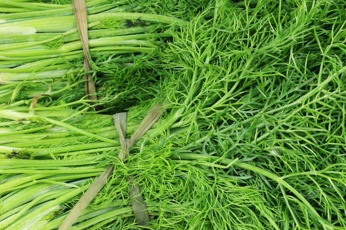 茴香價格動態(tài)，香氣變化與你的關(guān)聯(lián)