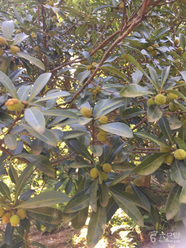 橫河大山搬遷最新動態(tài)，力量重塑與未來希望