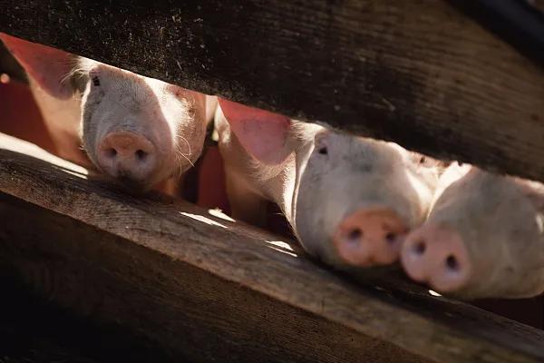 全國生豬市場價格動態(tài)，變化中的機遇與挑戰(zhàn)的旅程