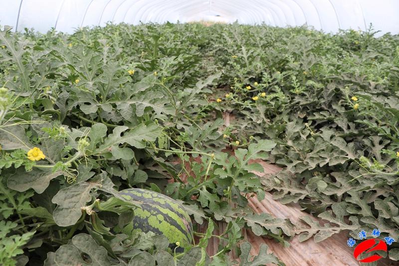 全國西瓜最新價(jià)格行情，綠色之旅探尋內(nèi)心平靜