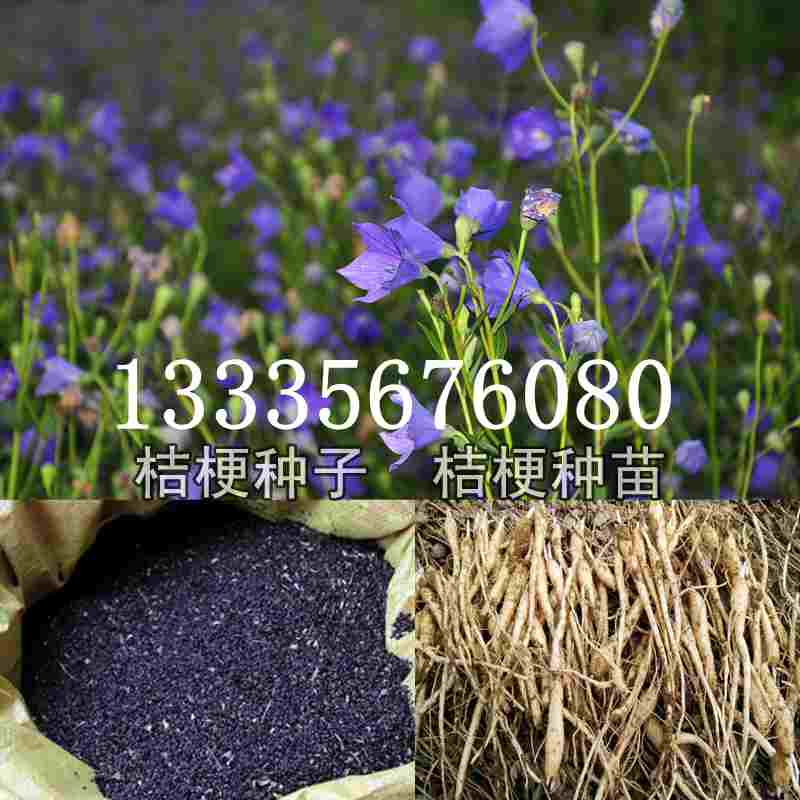 桔梗種子價(jià)格揭秘，成長旅程與自信綻放之路