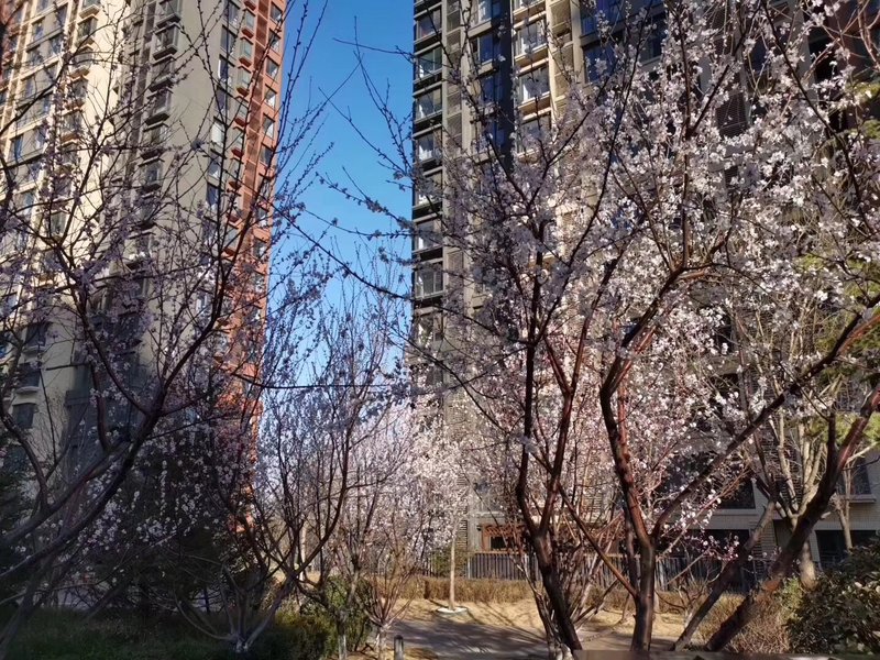 燕郊房價動態(tài)更新，科技引領(lǐng)房產(chǎn)新紀(jì)元，最新資訊速遞