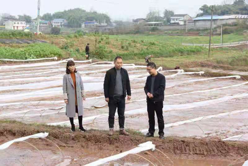 合川土場最新動態(tài)更新，今日最新資訊速遞