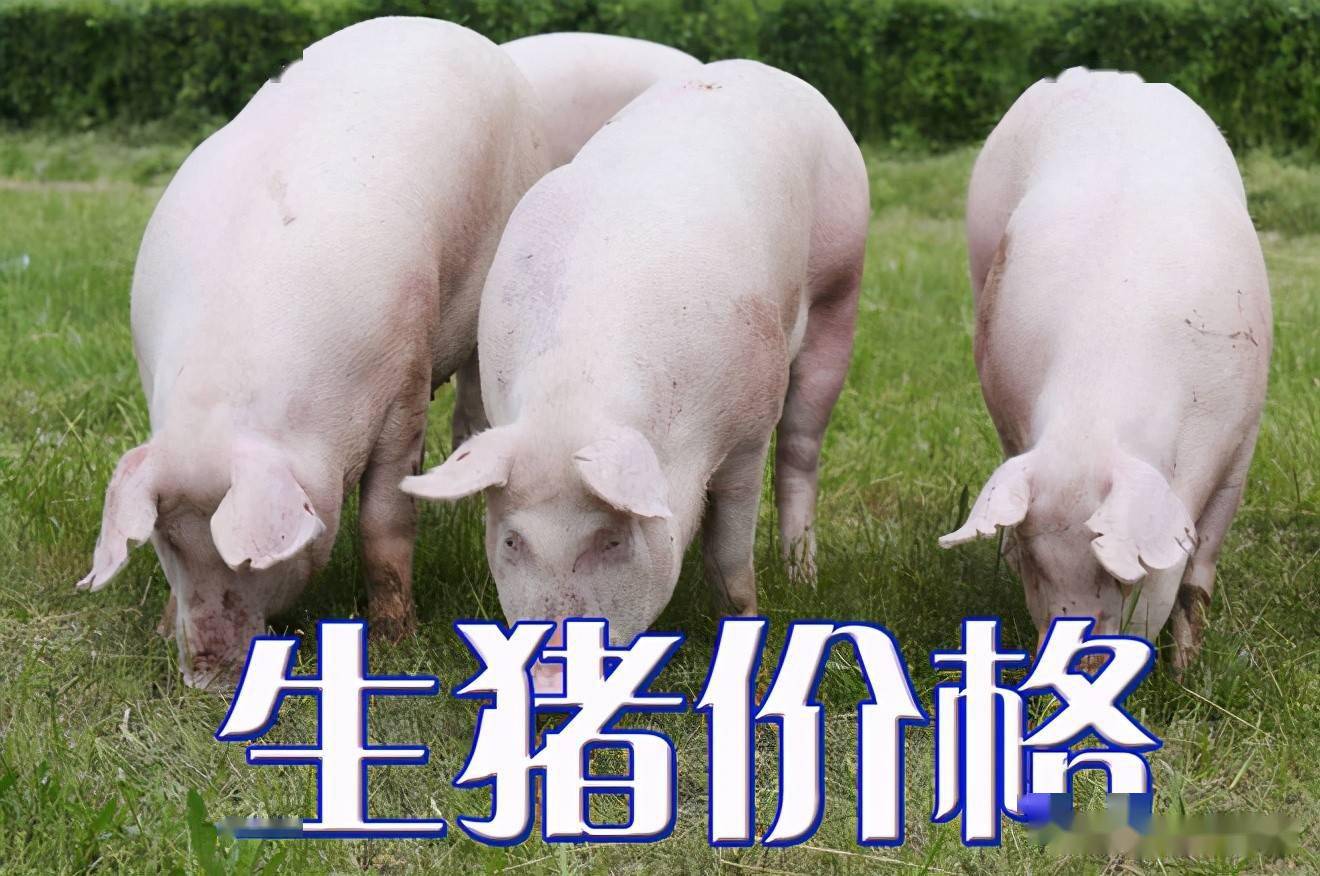 濰坊今日生豬價(jià)格探索，一場(chǎng)綠色之旅尋找內(nèi)心平靜