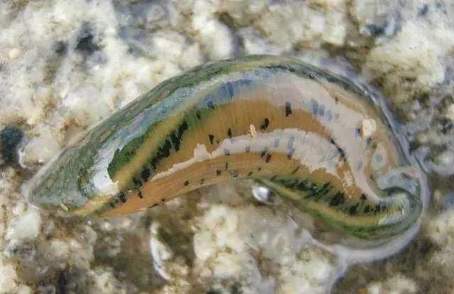 石斑魚孵化技術(shù)革新詳解，從入門到精通的孵化指南