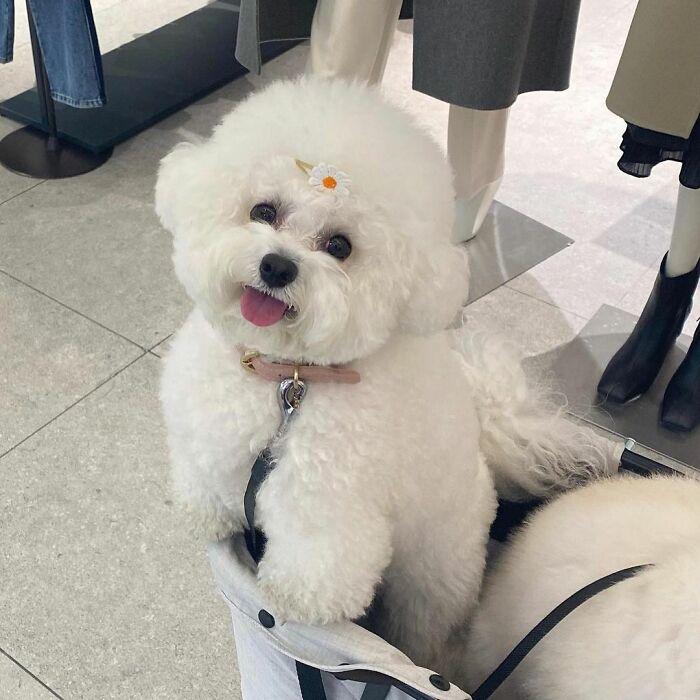 小巷中的寵物奇緣，比熊犬的價(jià)格探秘