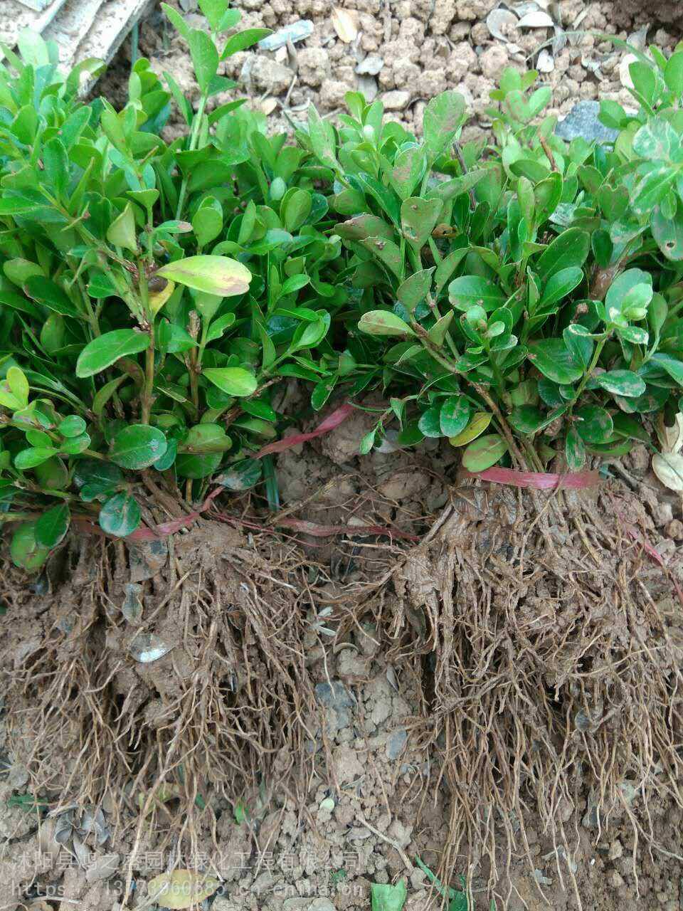 黃楊小苗價格探尋之旅，自然美景的邂逅與發(fā)現(xiàn)