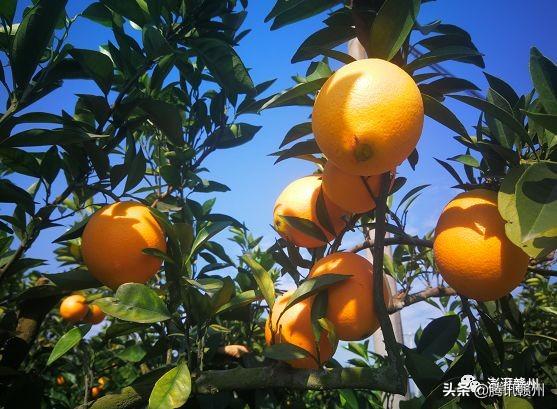 贛州上市公司，閃耀未來，共創(chuàng)繁榮時代！