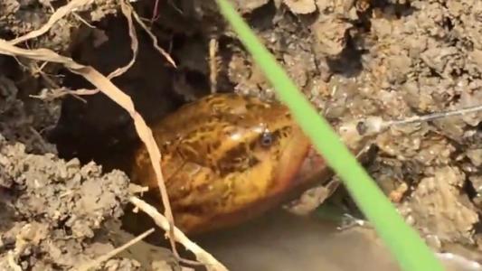 小巷深處的黃鱔釣與味覺盛宴