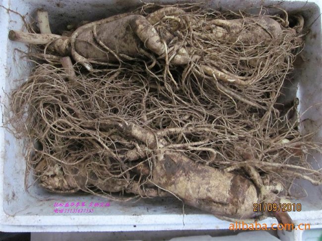 人參最新價格及市場走勢、品質(zhì)鑒別全解析