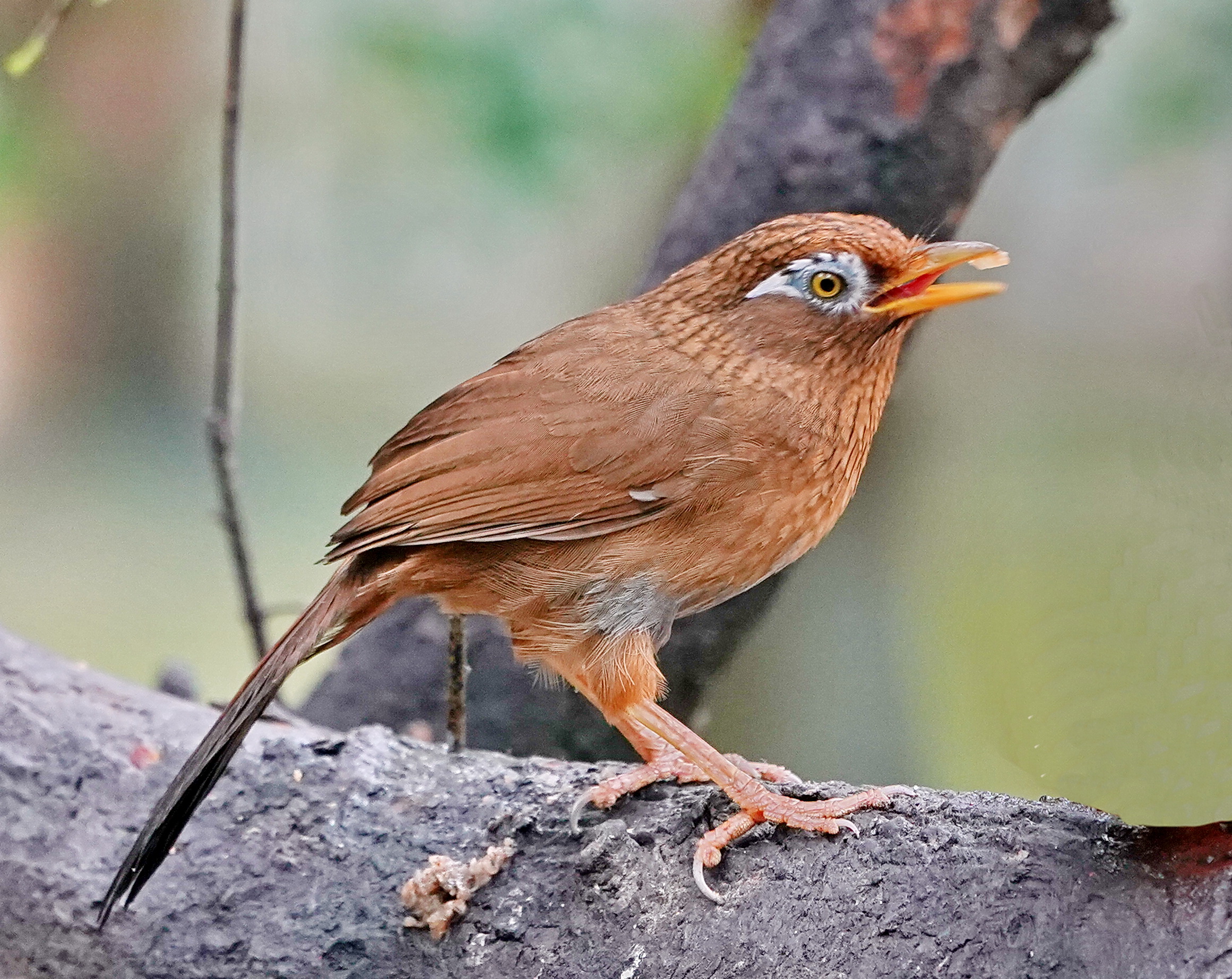 最新畫眉鳥，與自然美景的遨游，探尋內(nèi)心平和的旅程
