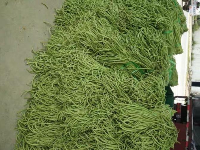 合浦豆角最新價格指南，獲取與比較豆角價格的方法及最新價格更新通知