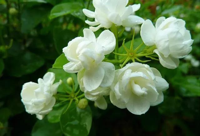 花香滿園最新章節(jié)獲取攻略，輕松閱讀新書章節(jié)的步驟