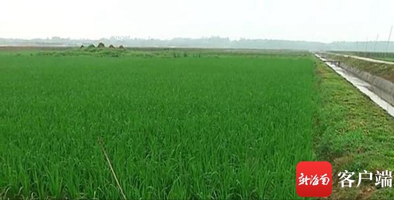 澄邁最新動態(tài)，自然美景探索之旅，尋覓內心平和與寧靜的旅程