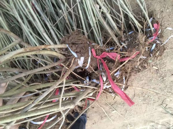 連翅最新價格深度解析，歷史背景、重要事件與地位探討