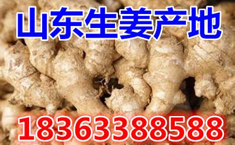 鮮姜最新價(jià)格揭秘，自然美景背后的旅行探索之旅