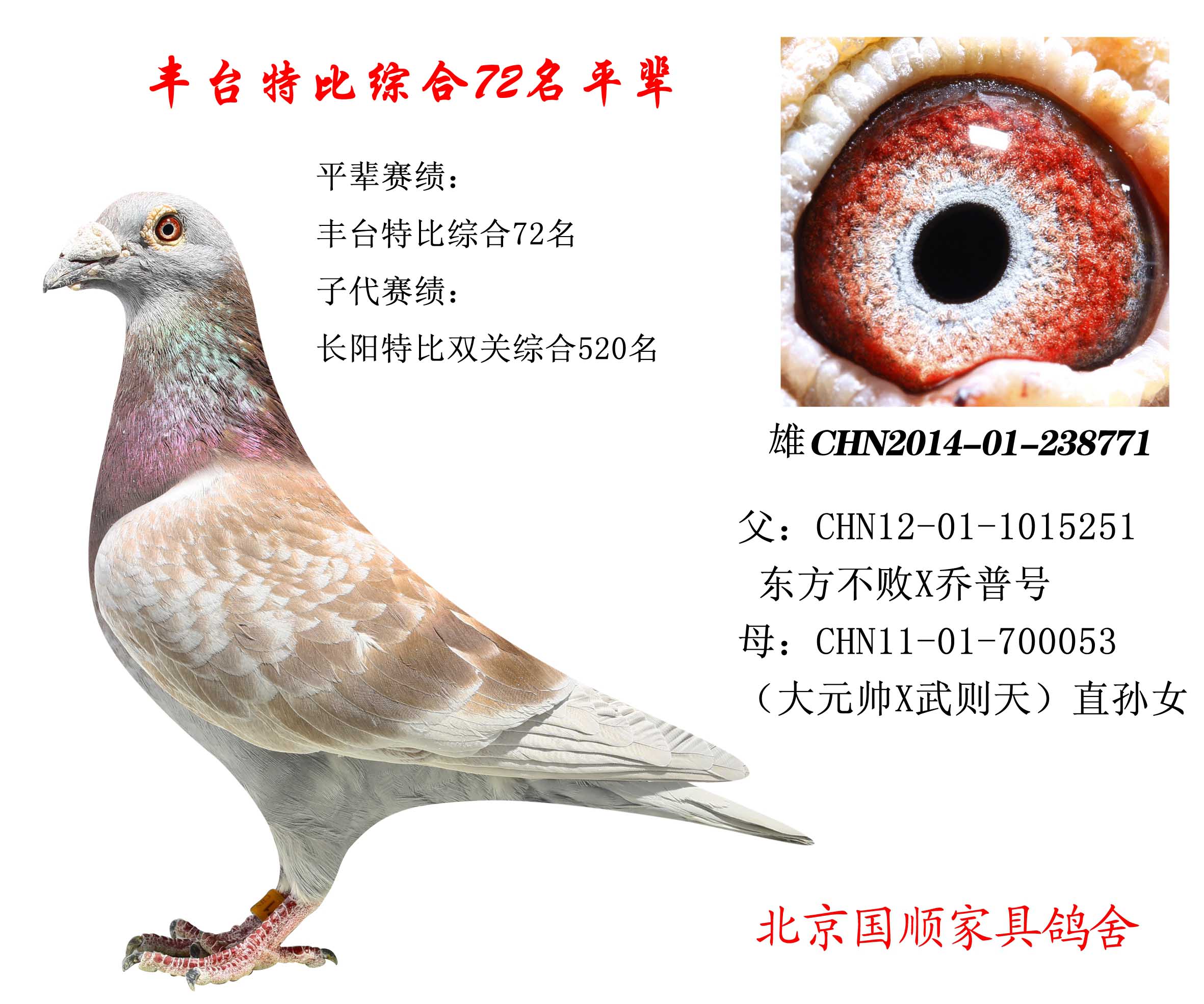 豐臺(tái)信鴿最新賽事指南，參賽步驟與賽事概覽