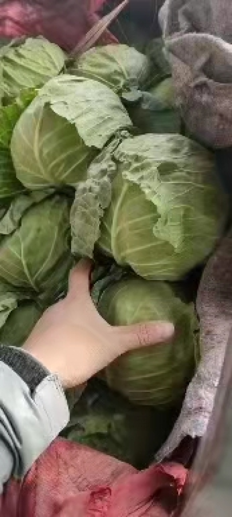 永年甘藍(lán)最新價格及市場走勢、種植要點(diǎn)與購買指南全解析