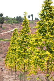 最新彩葉樹(shù)種種植與養(yǎng)護(hù)指南，從選種到養(yǎng)護(hù)一步到位！